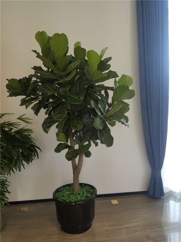 酒店綠植租擺